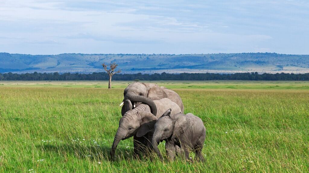 Three elephants calves playing together in lush green grass of the savannah.